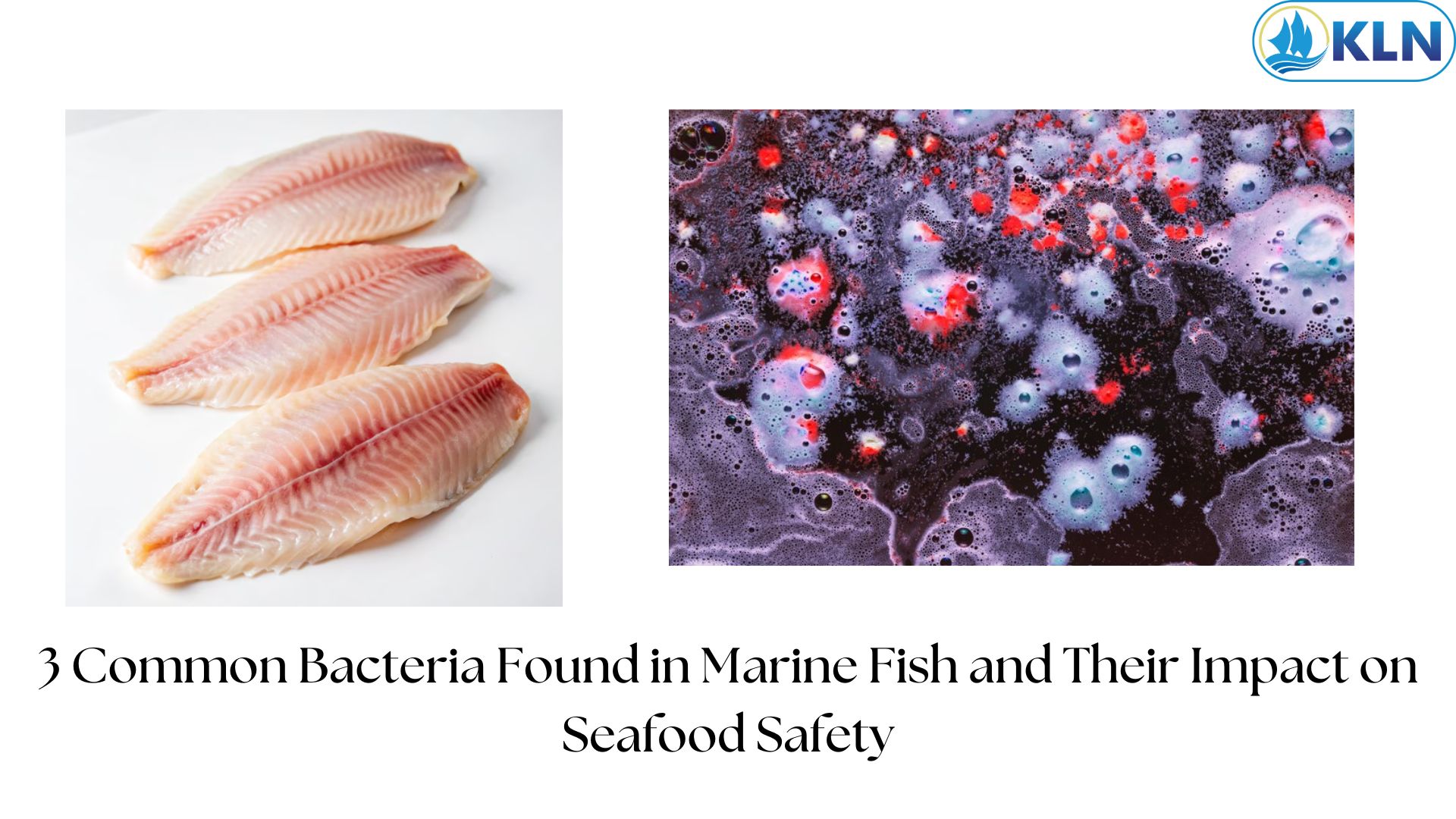 3 Common Bacteria Found in Marine Fish and Their Impact on Seafood Safety